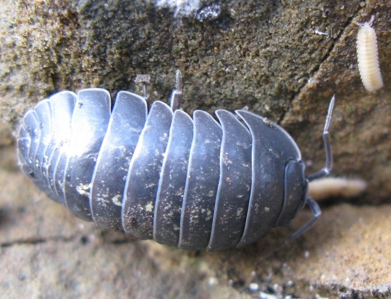 Armadillidium